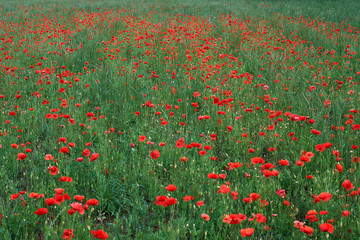 Red wild poppies