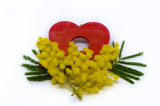 Mimosa and Heart   