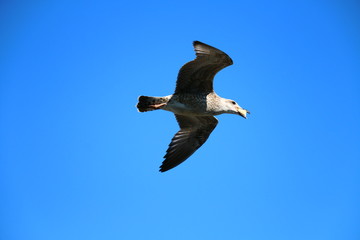 seagull in the blue sky