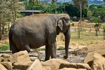 Fototapeta premium Asian elephant in national park