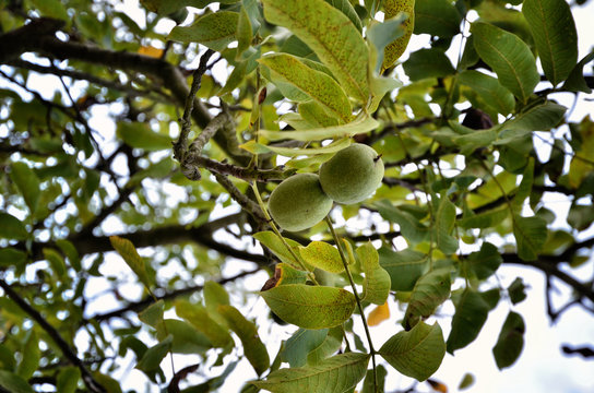 Walnut tree with green fruits