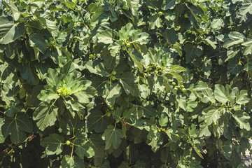 Fig tree with unripe fruits