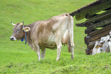 Kuh - Alpe - Allgäu - Alm - Hütte