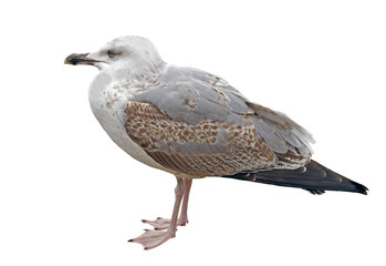 Seagull on rest isolated on white
