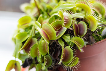 Venus Fly Trap Plant