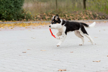 Border collie dog puppy runs happily with a toy and plays