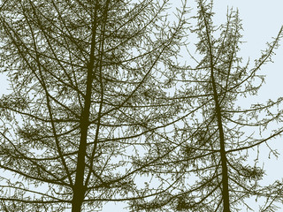 Silhouettes of the spruce trees in the wood