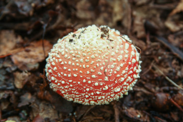 Red poisonous mushroom amanita