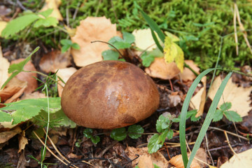 White mushroom with yellow leaves