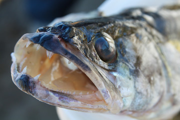 Head of a pike perch with teeth