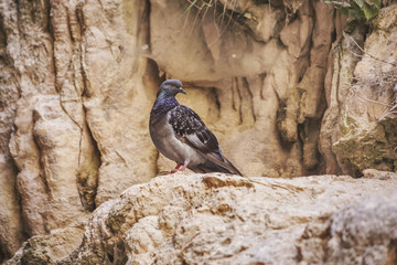 Wild pigeon bird on the rocks