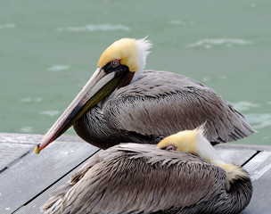 Two Florida juvenile Pelicans