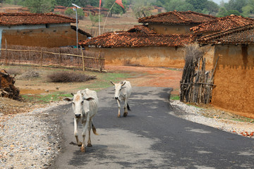 chude krowy idące środkiem ulicy na indyjskiej prowincji