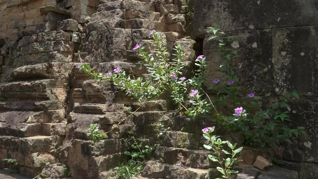 pink flowers growing among the ruins of pre rup temple near angkor wat, cambodia
