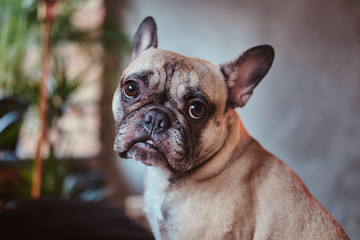 Close-up portrait of a cute small pug. Sitting on knees