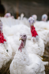 Breeding turkeys on a farm.