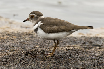 Gravelot à triple collier,.Charadrius tricollaris, Three banded Plover