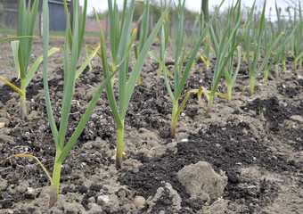 Garlic