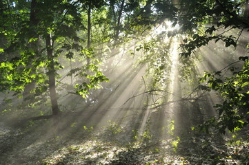 Obraz premium Sunshine