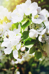 Blooming apple tree in the rays of sunlight.