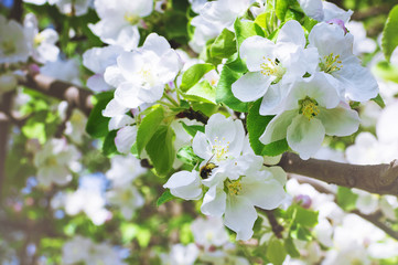 Blooming apple tree.