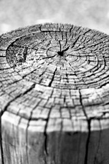 abstract texture of a surface tree like background