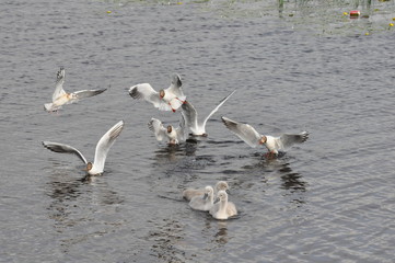 Seagull