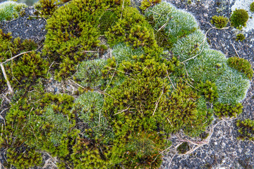 Polster aus verschiedenen Moosen