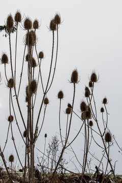 Trockene Karden im Winter