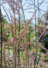 Fototapeta premium Amazing colorful Spring flowers in nature