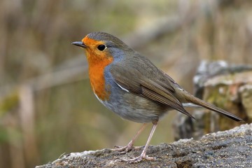 Pettirosso (Erithacus rubercula)
