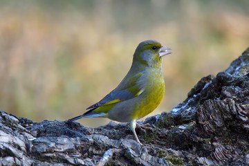 Verdone ( Chloris chloris) su tronco