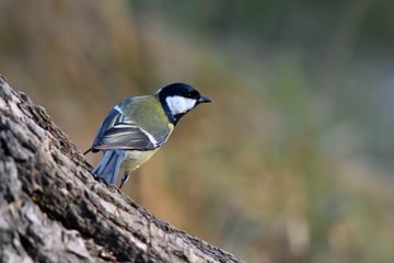 Cinciallegra(Parus major)