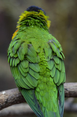 rainbow lorikeet