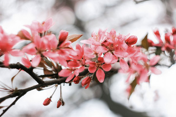 Branch with a pink inflorescence of sakura on a gray background