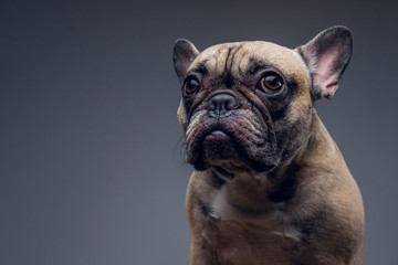 Cute pug portrait sitting in gray Background.