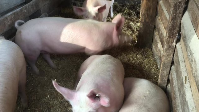 Schwein, Schweine in artgerechter Haltung