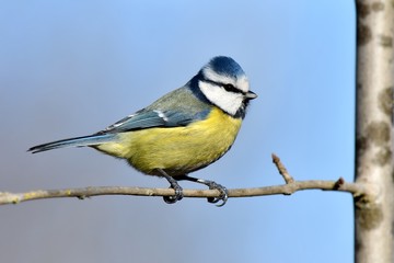 Cinciarella (Cyanistes caeruleus)