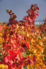 herbstliche Weinblätter