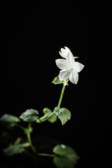White campanula flower on a black background.