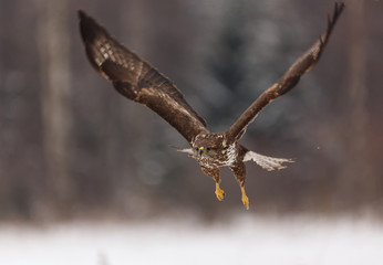Mäusebussard