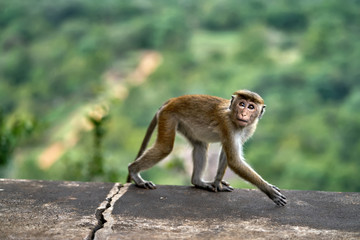 Macaca monkey outdoors