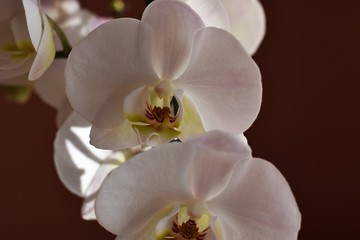 Obraz na płótnie Canvas Orchidea