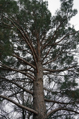 Grand Old Pine Tree