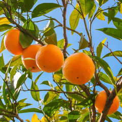 Ripe oranges on a tree branch against the blue sky in italian garden