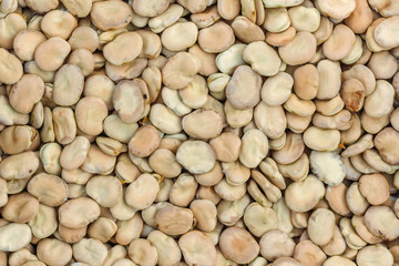 Beans seed