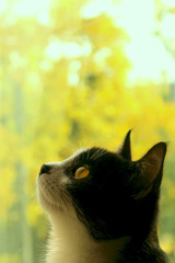 Cropped shot of a black cat. cat looking to the side. Cat Close-up, yellow blurred background.Cat. Tuxedo Cat.
