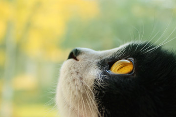 Fototapeta premium Cropped shot of a black cat. cat looking to the side. Cat Close-up, yellow blurred background.Cat. Tuxedo Cat. 
