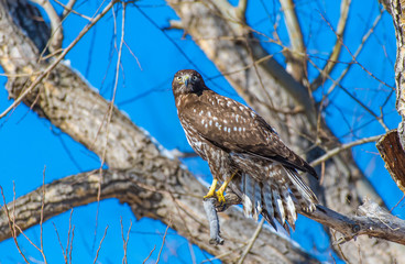A Dark Morph Red-tailed Hawk Perched in a Tree