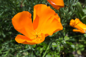 Fototapeta premium Naranja florecencia 